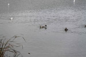 Birdwatching nella Ria Formosa