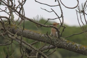 Birdwatching nella Ria Formosa