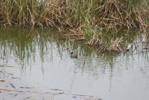 Birdwatching nella Ria Formosa