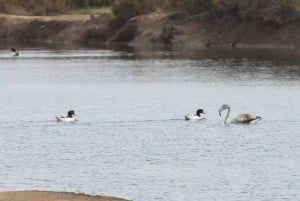 Birdwatching nella Ria Formosa