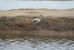 Birdwatching nella Ria Formosa