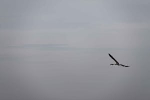 Birdwatching nella Ria Formosa