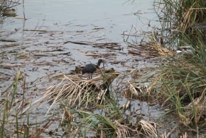 Birdwatching nella Ria Formosa