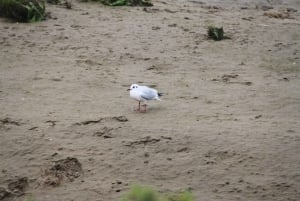 Birdwatching nella Ria Formosa