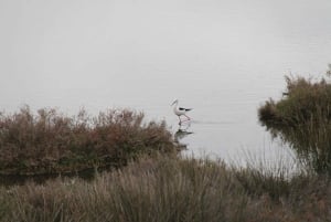 Birdwatching nella Ria Formosa