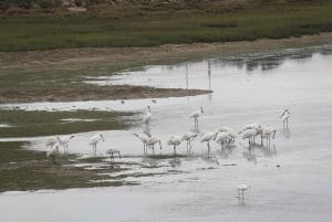 Birdwatching nella Ria Formosa