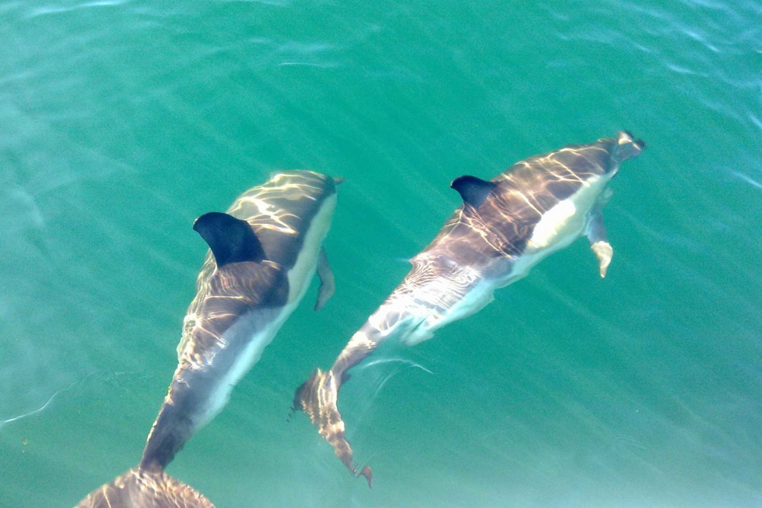 Cabanas de Tavira: Bådtur med delfinobservation