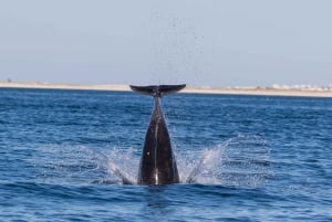 Cabanas de Tavira: wycieczka łodzią z obserwacją delfinów
