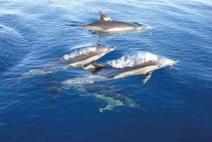 Cabanas de Tavira: Båttur for delfinsafari