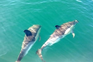 Cabanas de Tavira: Tour in barca per l'osservazione dei delfini