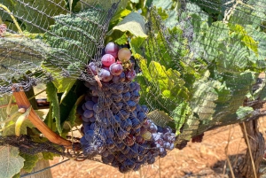 Carvoeiro, Portimão, Lagos: Piquenique romântico na vinha no Algarve