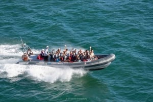 Cavernas e golfinhos - viagem combinada