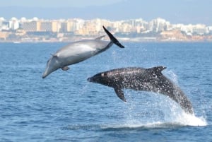 Cavernas e golfinhos - viagem combinada
