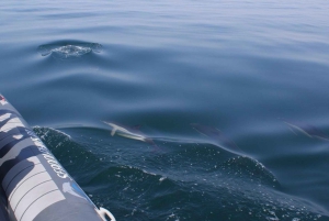 Cavernas e golfinhos - viagem combinada