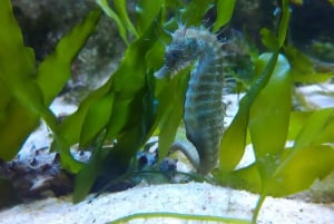 CCVAlgarve Family Ticket | 2 adults + Children