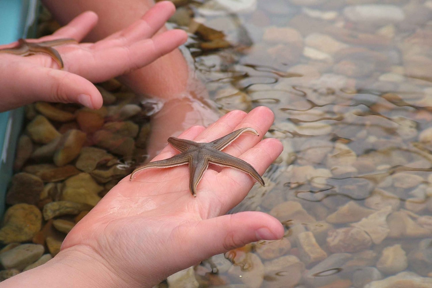 CCVAlgarve Individual Ticket