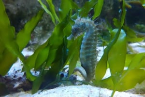 CCVAlgarve Individual Ticket