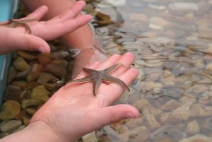 CCVAlgarve Individual Ticket