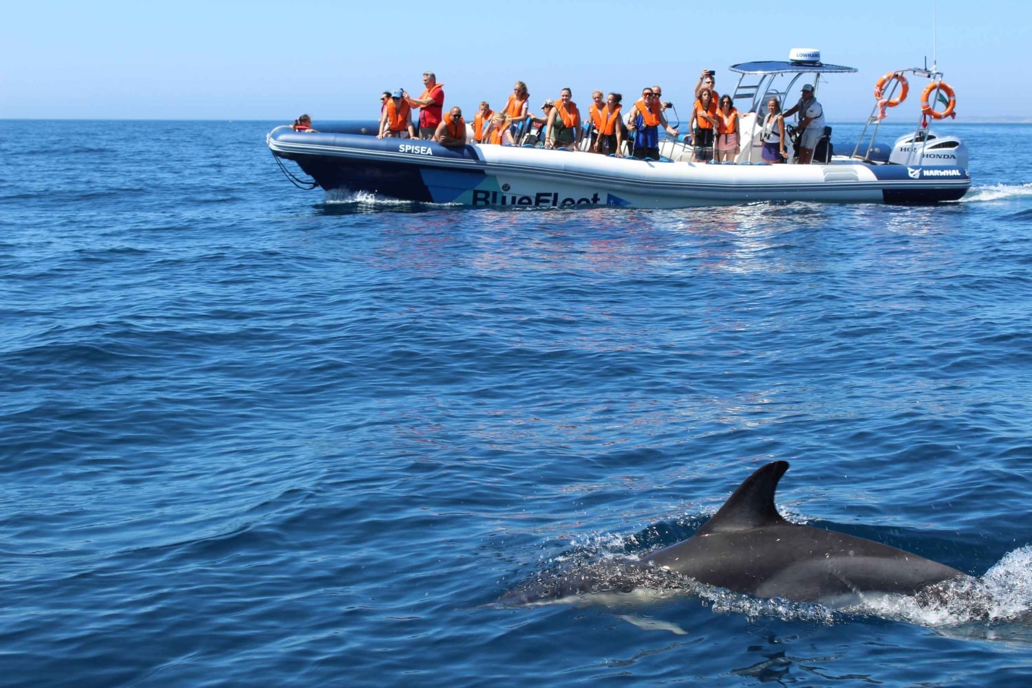 Combo: Benagil & Dolphins Boat Tour w/ Marine Biologists