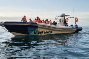 Combo: Benagil & Dolphins Boat Tour w/ Marine Biologists