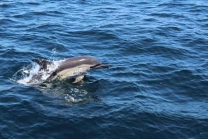 Combo: Benagil & Dolphins Boat Tour w/ Marine Biologists
