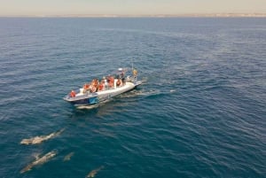 Combo: Benagil & Dolphins Boat Tour w/ Marine Biologists