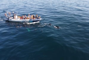 Combo: Benagil & Dolphins Boat Tour w/ Marine Biologists
