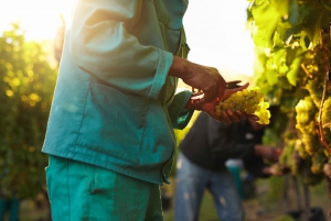 Discover the Secrets of Wine in the Algarve