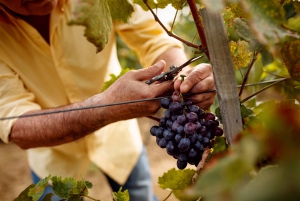 Discover the Secrets of Wine in the Algarve