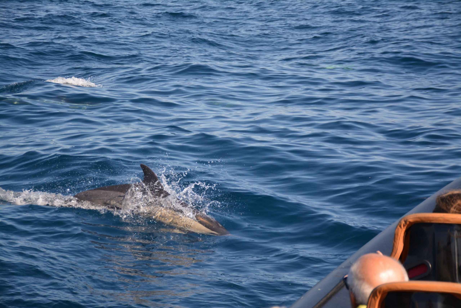 Dolphin Safari and Cave Tour in Vilamoura