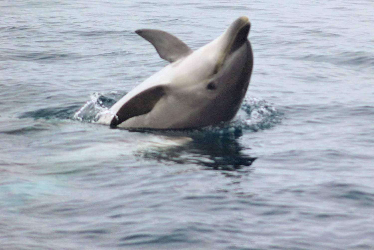 Delfinsafari og lokale grotter