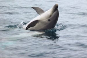 Delfinsafari og lokale grotter