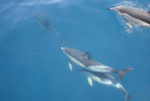 Delfinsafari og lokale grotter