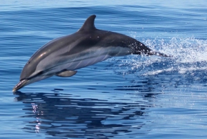 Delfinsafari og lokale grotter