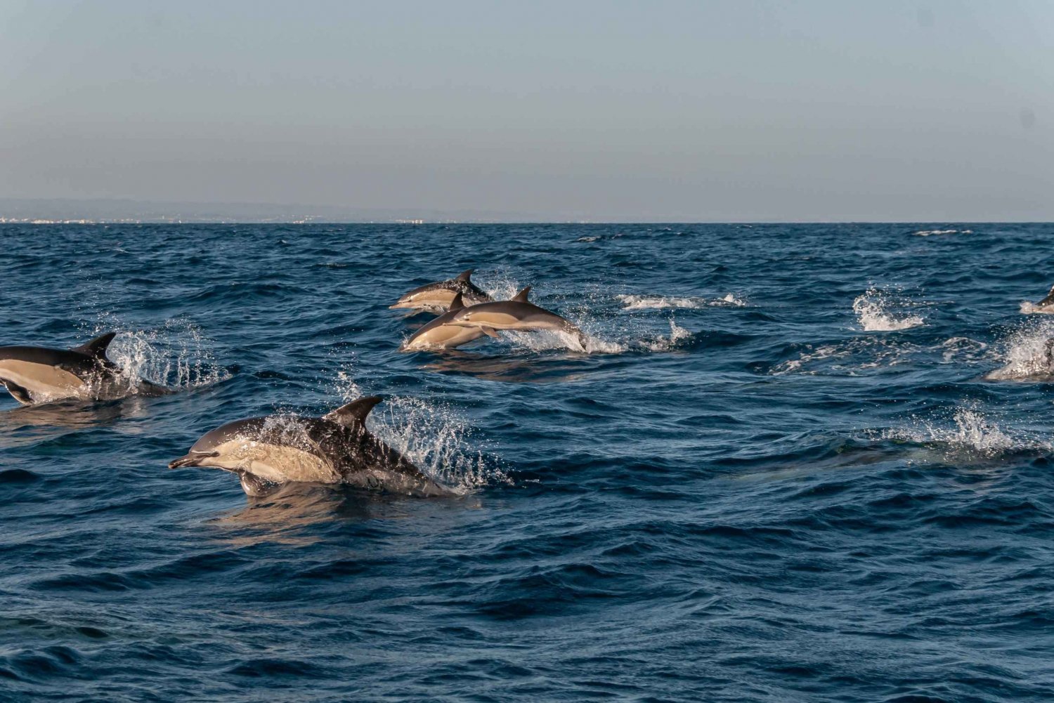 Delfinskådning och marint djurliv i Faro