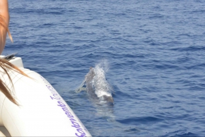 Osservazione dei delfini e vita selvaggia marina a Faro