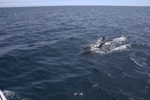 Osservazione dei delfini e vita selvaggia marina a Faro