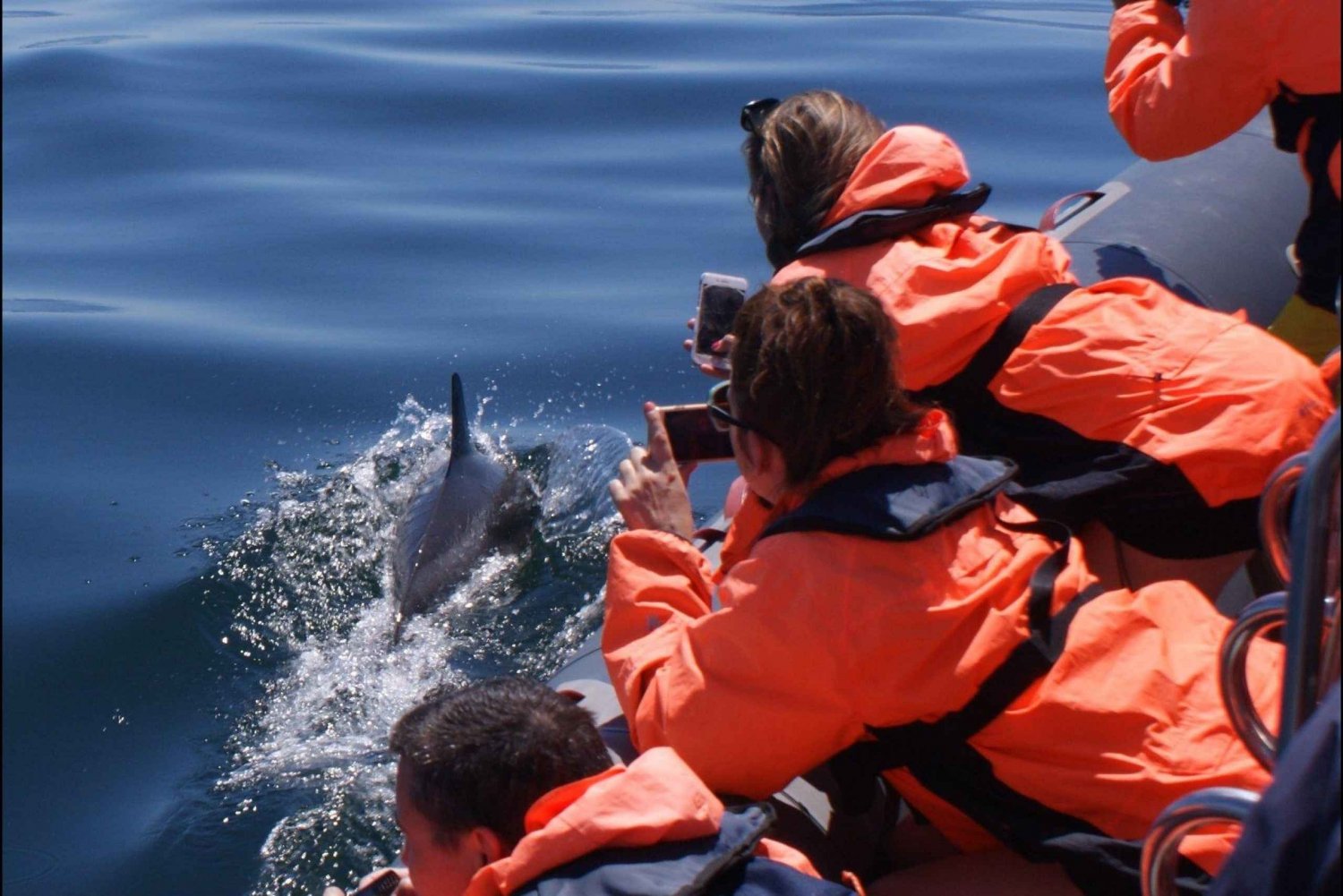 Observation des dauphins - Portimão