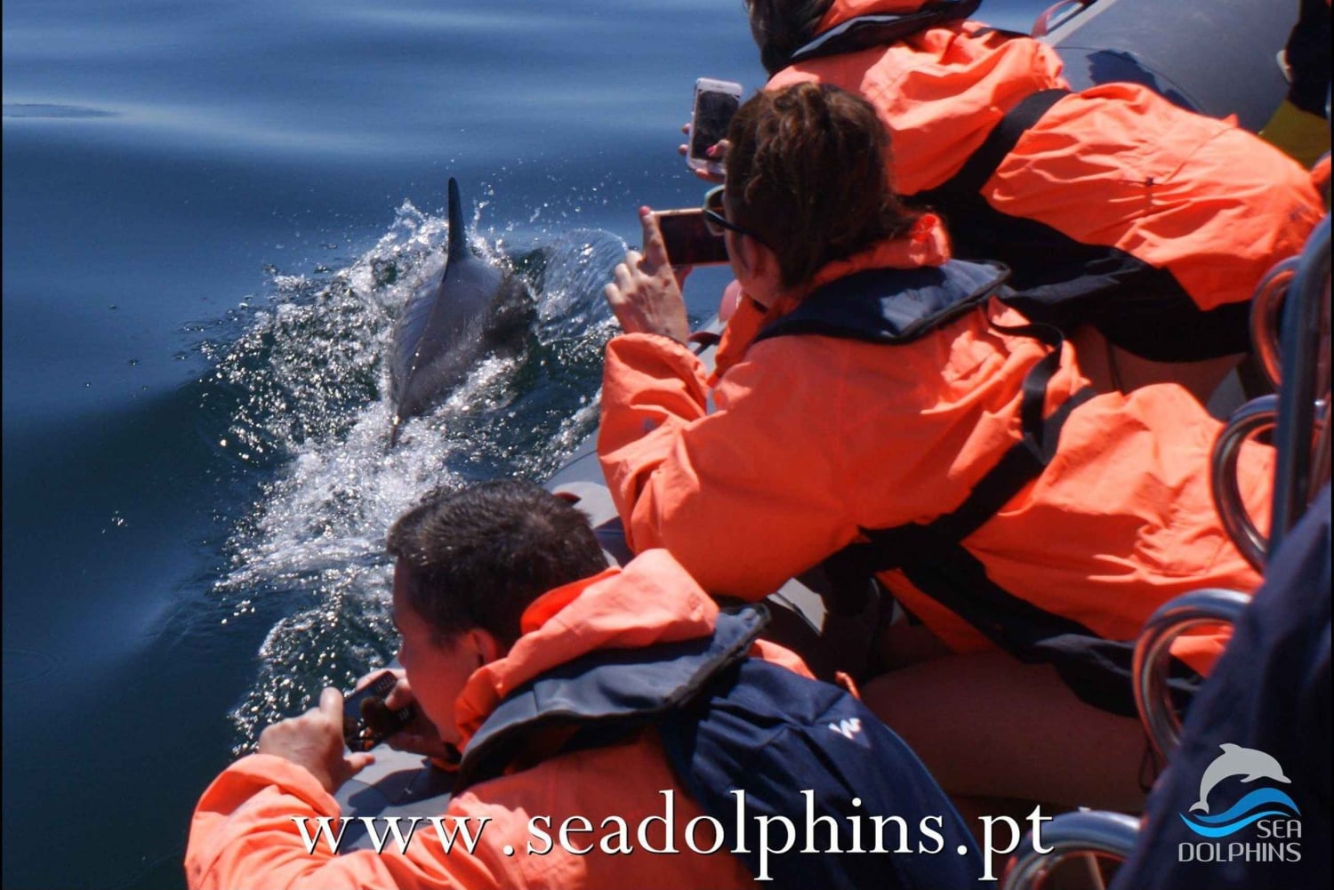 Dolphins Watching - Portimão