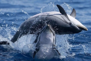 Observation des dauphins - Portimão