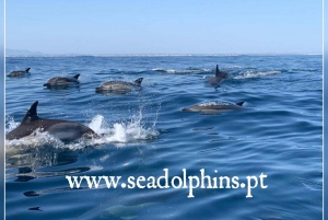 Delfiner ser på - Portimão