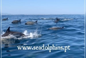 Dolphins Watching - Portimão