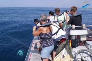 Dolphins Watching - Portimão