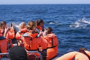 Dolphins Watching - Portimão