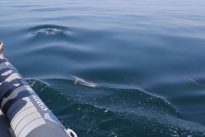 Dolphins Watching - Portimão