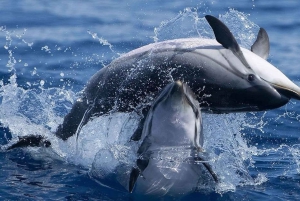 Dolphins Watching - Portimão
