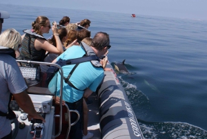 Dolphins Watching - Portimão