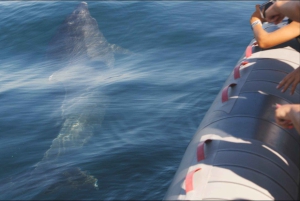 Dolphins Watching - Portimão