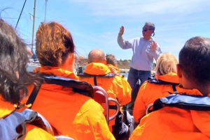 Dolphins Watching - Portimão