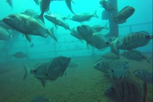 Double Dive at the Ocean Revival Park